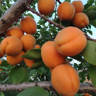 Абрикос ГОЛД РИЧ в Великом Новгороде