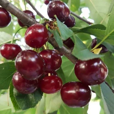 Дюк СЛАВЯНКА в Великом Новгороде