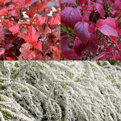 Комплект ЖИВАЯ ИЗГОРОДЬ в Великом Новгороде