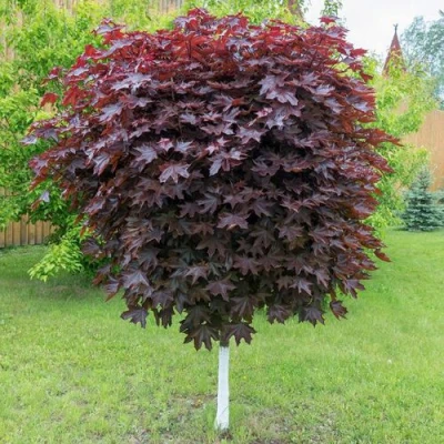 Клен красный в Великом Новгороде