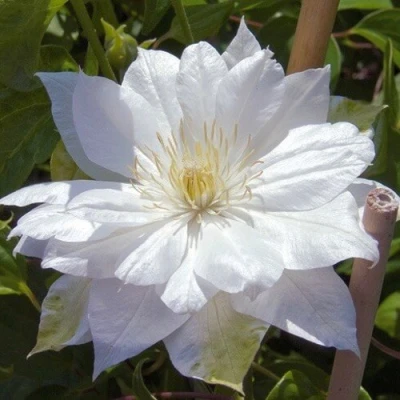 Клематис ДАЧЕСС ОФ ЭДИНБУРГ в Великом Новгороде