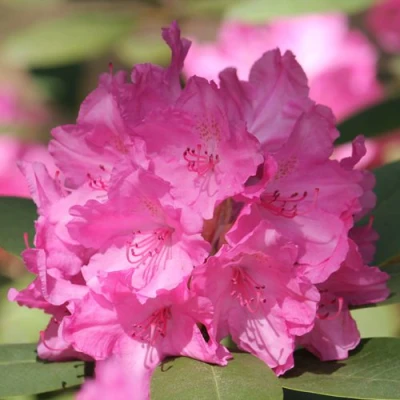 Рододендрон ЛУМИНА в Великом Новгороде