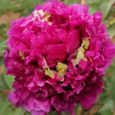 Пион ПОЛЕТ ЛАСТОЧКИ древовидный в Великом Новгороде