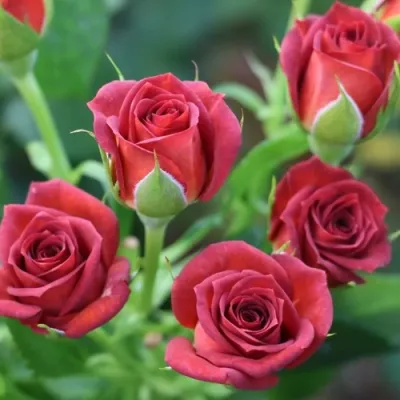 Роза ЧОКОЧИНО спрей в Великом Новгороде