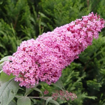 Буддлея давида ПИНК ДЕЛАЙТ в Великом Новгороде