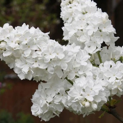 Сирень ФЛОРА в Великом Новгороде