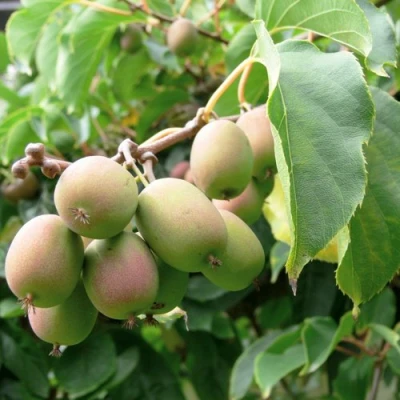 Актинидия ЛЮСИ аргута  в Великом Новгороде