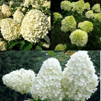 Комплект НЕЖНЫЙ КАПУЧИНО в Великом Новгороде