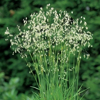 Трясунка средняя в Великом Новгороде