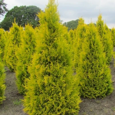 Туя САНКИСТ западная в Великом Новгороде