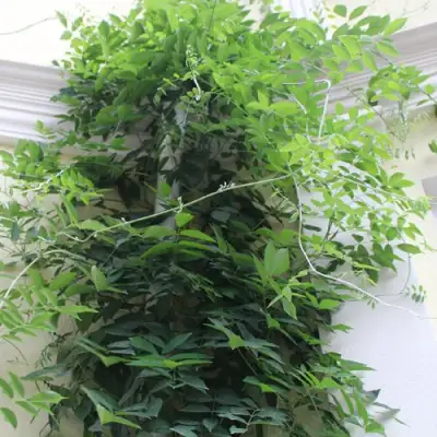 Глициния макростахия БЛЮ МУН в Великом Новгороде