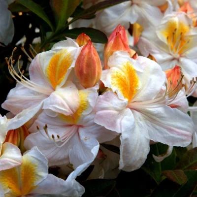 Азалия СИЛЬВЕР СЛИППЕР листопадная в Великом Новгороде