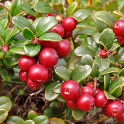 Брусника садовая АМЕРЛАНД в Великом Новгороде