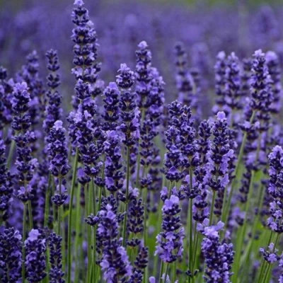 Лаванда МАНСТЕД узколистная в Великом Новгороде