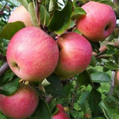 Яблоня ТЕРЕМОК в Великом Новгороде