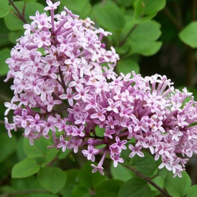 Сирень ПАЛИБИН  в Великом Новгороде