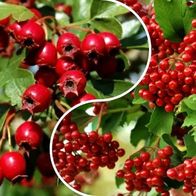 Комплект БУДЬ ЗДОРОВ в Великом Новгороде