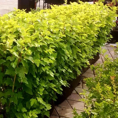 Комплект АНГЕЛ ГОЛД в Великом Новгороде