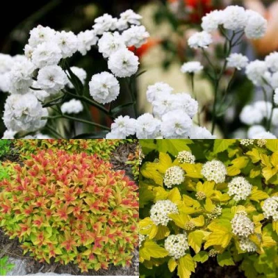 Комплект СОЛНЕЧНЫЙ МИКС в Великом Новгороде