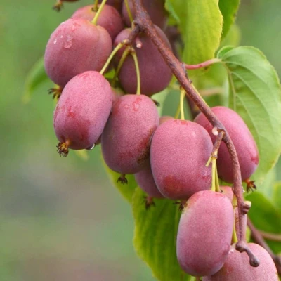 саженцы актинидии