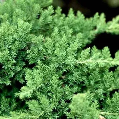 Можжевельник НАНА лежачий в Великом Новгороде