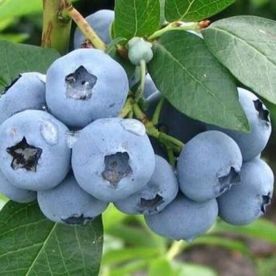 Голубика БЛЮЭТТА в Великом Новгороде