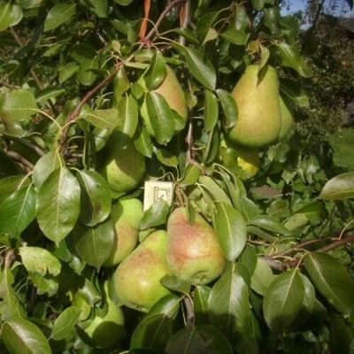 Груша БЕРЕ ЛЮКА в Великом Новгороде