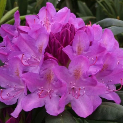 Рододендрон РОЗЕУМ ЭЛЕГАНС в Великом Новгороде