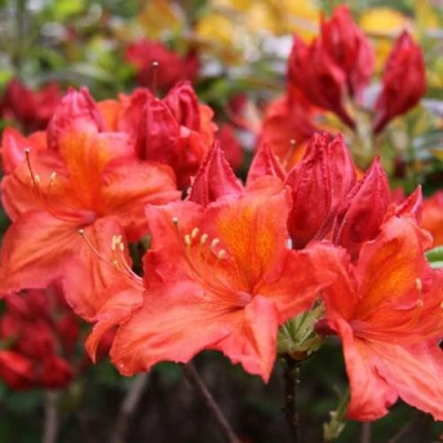 Азалия ЛИЛИНШТЕЙН японская в Великом Новгороде