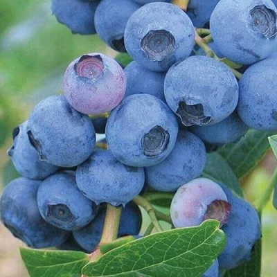 Голубика ЭРЛИБЛЮ в Великом Новгороде