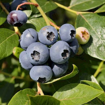 Голубика ШАНТЕКЛЕР в Великом Новгороде