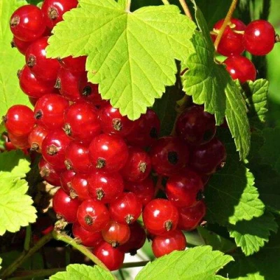 Смородина красная ГАЗЕЛЬ в Великом Новгороде