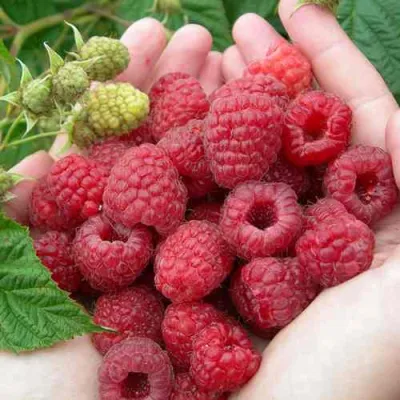 Малина МОЛЛИНГ ДЖУНО в Великом Новгороде