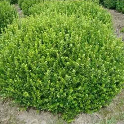 Самшит ФОЛКНЕР в Великом Новгороде