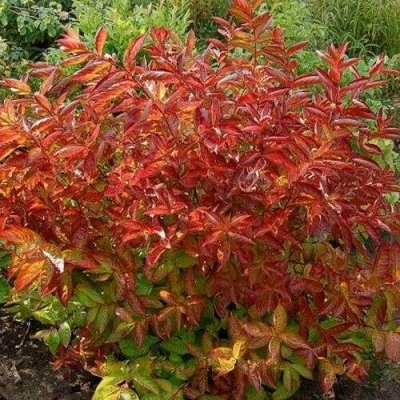 Вейгела ОГНЕННЫЕ КРЫЛЬЯ в Великом Новгороде