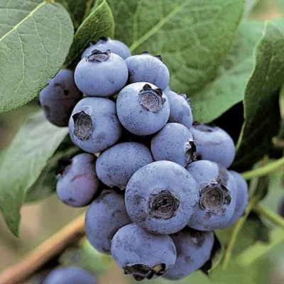 Голубика ПАТРИОТ в Великом Новгороде