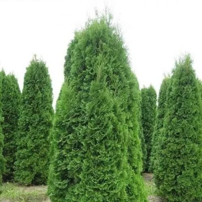 Туя КОЛУМНА западная в Великом Новгороде