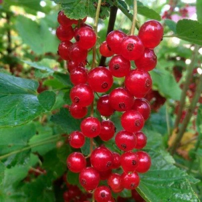 Смородина красная КОНСТАНТИНОВСКАЯ в Великом Новгороде