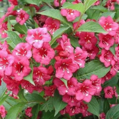 Вейгела БРИСТОЛЬ РУБИ в Великом Новгороде