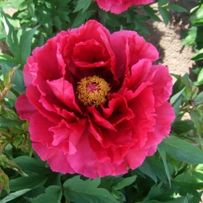 Пион КРАСНЫЙ ГИГАНТ древовидный в Великом Новгороде