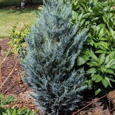 Кипарисовик ДАРТС БЛЮ РИББОН лавсона в Великом Новгороде