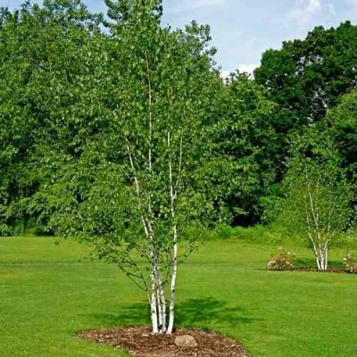 Береза бумажная в Великом Новгороде