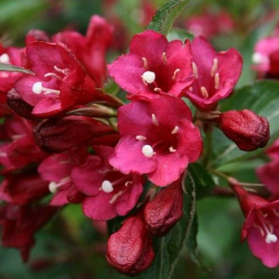 Вейгела ЕВА РАТКЕ в Великом Новгороде