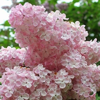 Сирень ВЕЧЕРНИЙ ЗВОН в Великом Новгороде