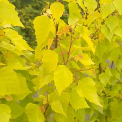 Берёза ГОЛДЕН ОБЕЛИСК повислая  в Великом Новгороде