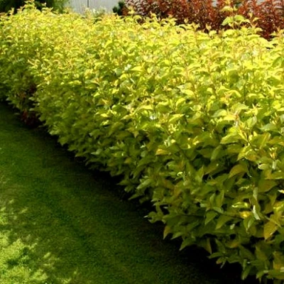 Комплект ДАРТС ГОЛД в Великом Новгороде