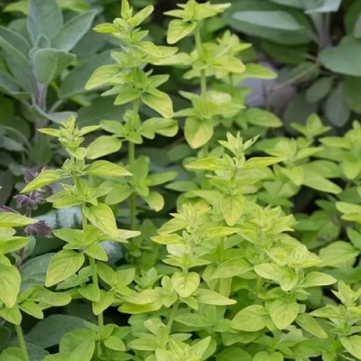 Душица ТАМБЛС ВАРИЕТИ обыкновенная в Великом Новгороде