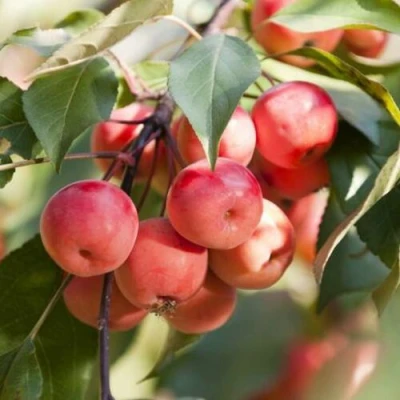 Яблоня ВИШНЕПЛОДНАЯ декоративная в Великом Новгороде
