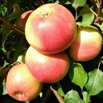 Яблоня ЭМБАССИ в Великом Новгороде