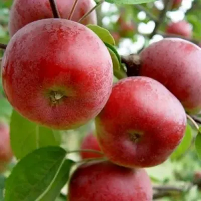 Яблоня АНТЕЙ в Великом Новгороде
